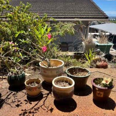 NFF128- Desert Rose Plants W/ Large Ceramic Pots! 
