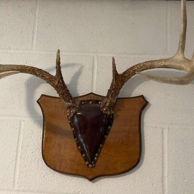Mounted Antlers