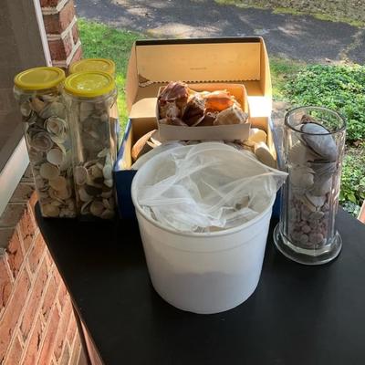 Lots Of Seashells Including Conch Shells