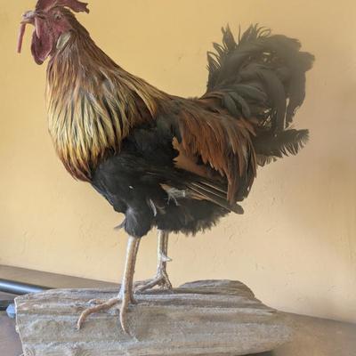 Taxidermy Rooster
