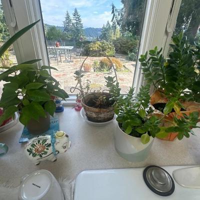 Indoor plants