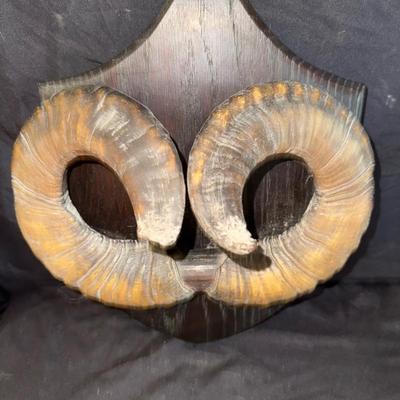Ram Horns #1