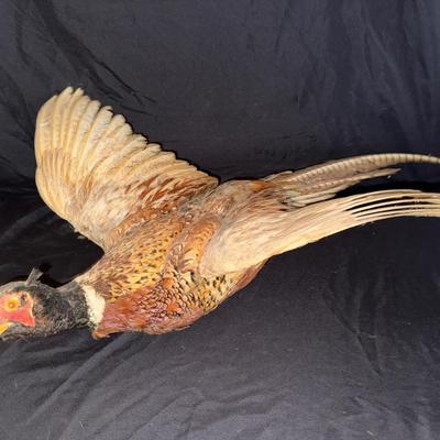Pheasant Mount