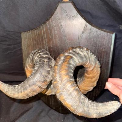 Ram Horns #2