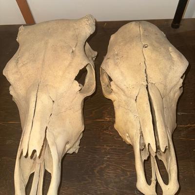 Skulls 1