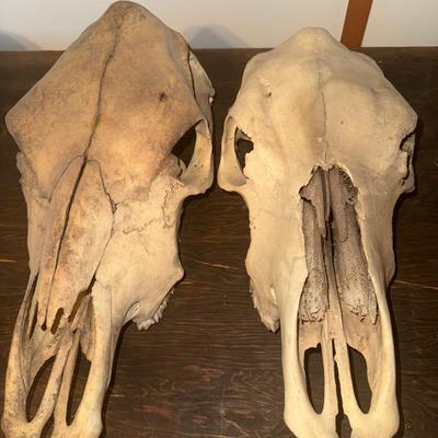 Skulls 2