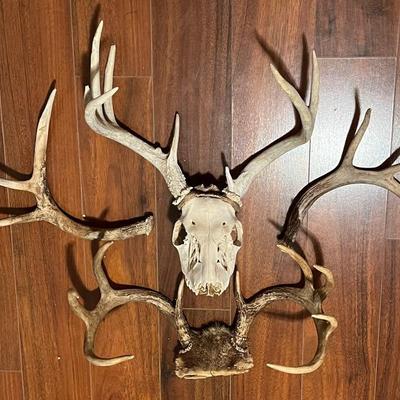 Antlers and Skull