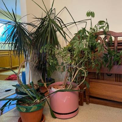 Sale Photo Thumbnail #37: Houseplants