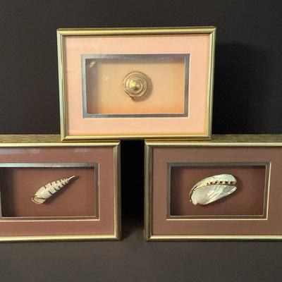 Shadow Box Shell Collection 