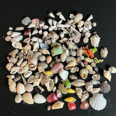 Various Small Seashells 