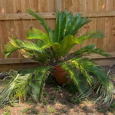Live Plants 2