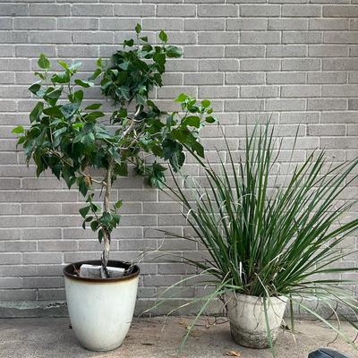 Live Plants 3