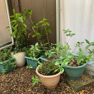 Live Plants 1