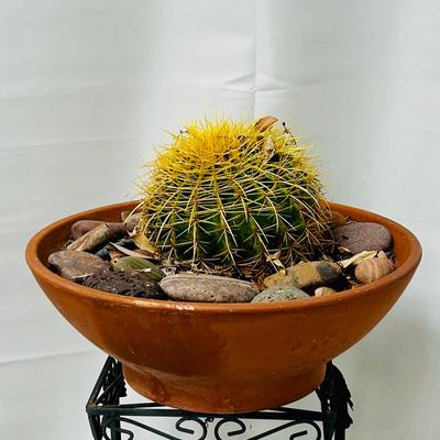 Golden Barrel Cactus in Decorative Terracotta Planter
