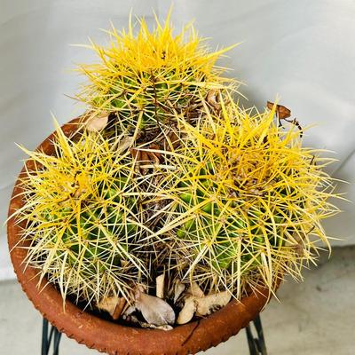 Golden Barrel Cactus Trio in Textured Terra Cotta Planter