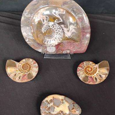 Genuine Polished Fossils 