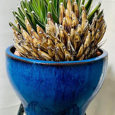 Queen Victoria Agave in Deep Blue Glazed Ceramic Planter