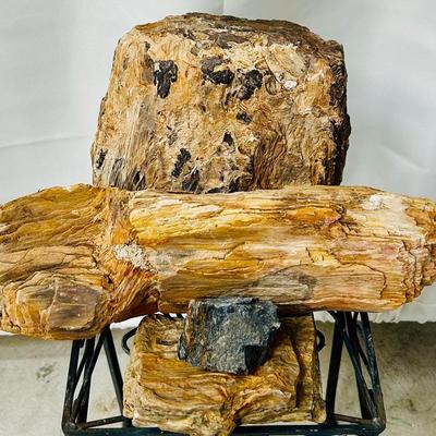 Collection of Four Petrified Wood Specimens