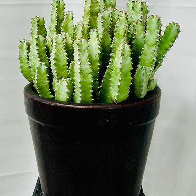 Euphorbia (African Milk Tree) Cactus in Deep Brown Glazed Pot