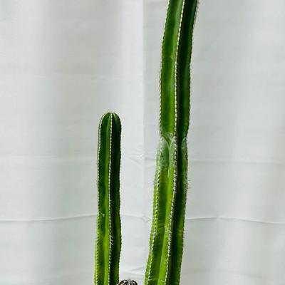 Tall Columnar San Pedro Cactus in White Ceramic Planter