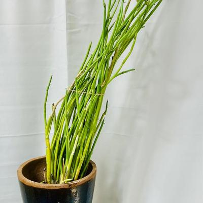 Pencil Cactus (Euphorbia tirucalli) in Ceramic Planter
