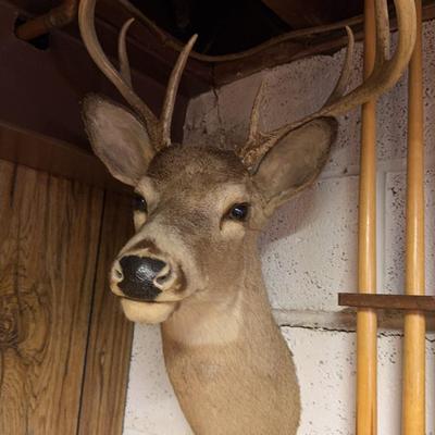 Taxidermy Deer Head