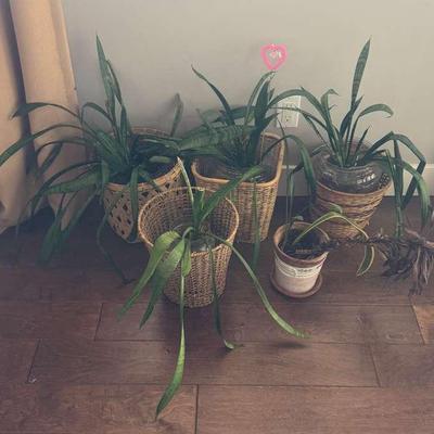 Live Plants 