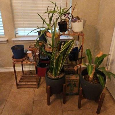 Plant Stand And Indoor Plants 