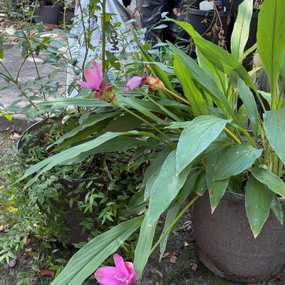 2 Plants With Matching Pots