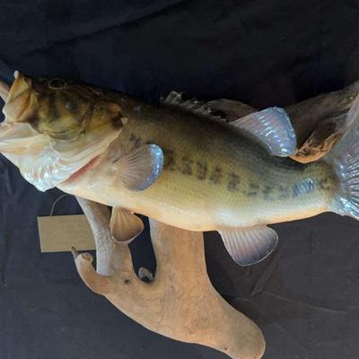 Wide Mouth Bass Mounted On Drift Wood From Teal Lake