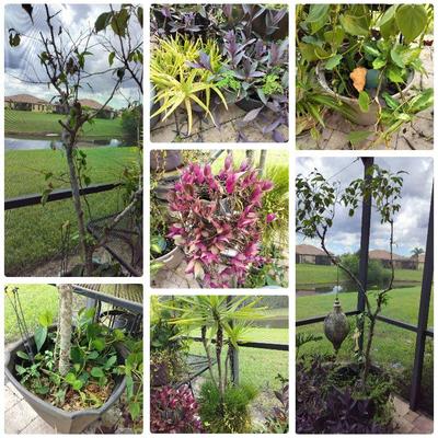 HUGE Live Potted Plant Collection (Includes All Plants In Photos) 