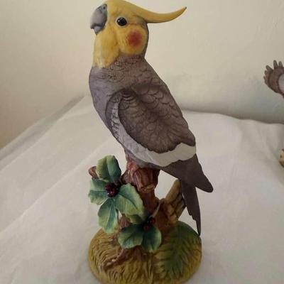 Andrea Cockatiel