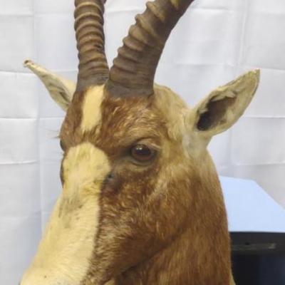 African Blesbok Shoulder Mount
