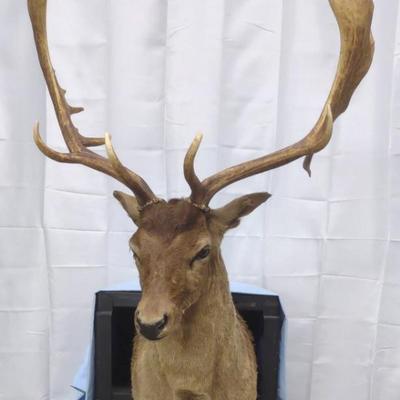 Fallow Deer Shoulder Mount