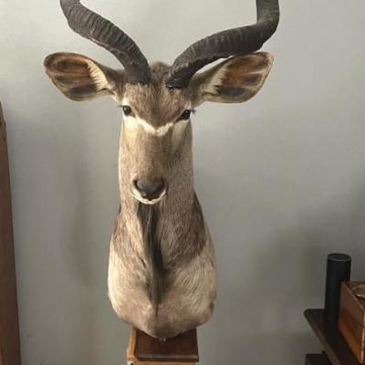 Kudu Pedestal Mount