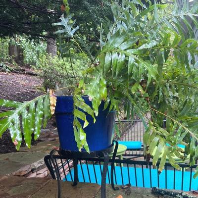 Blue Pot With Stand And A Great Pot 