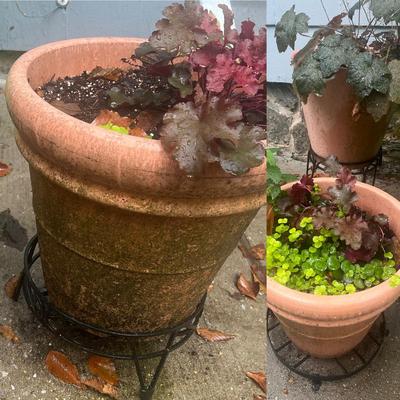 4 Plants With Their Pots