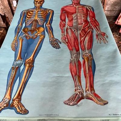 Antique wall hanging - pull out educational - medical 