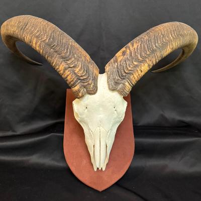 Mounted Ram Skull