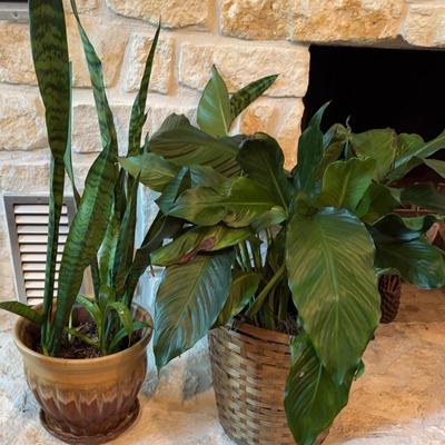 Ornamental Plants 