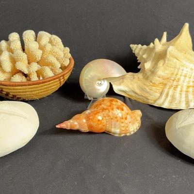 Under The Sea Seashells 