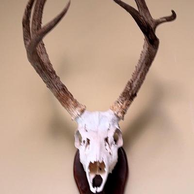 Deer Head With Antlers
