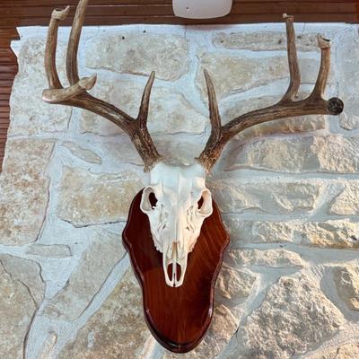 Deer Skull
