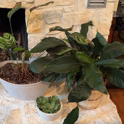 Assorted Ornamental Plants 