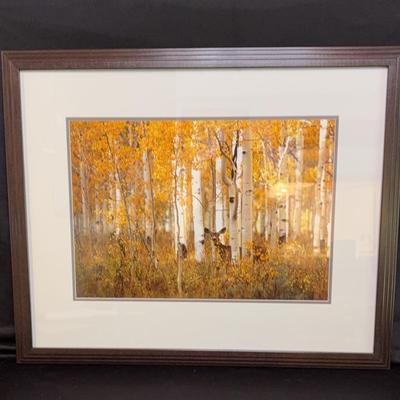 Golden Aspen By David Schultz