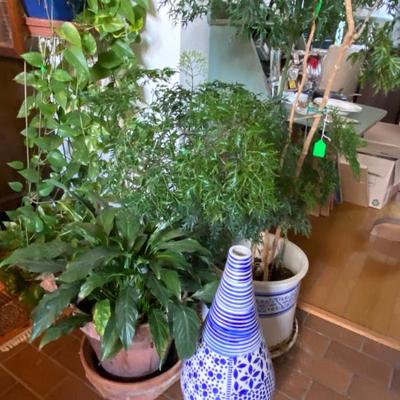  plants throughout home