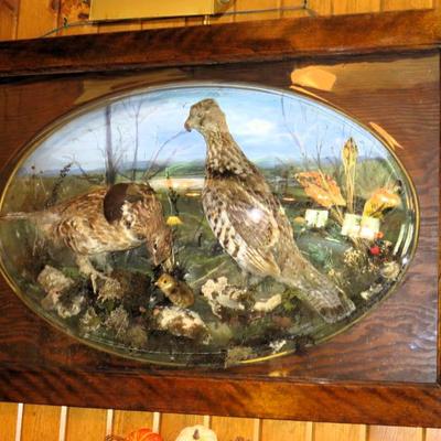 Sale Photo Thumbnail #108: Antique framed grouse taxidermy