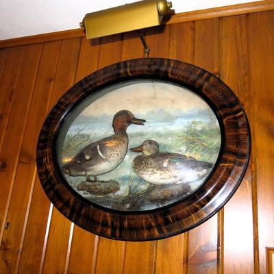 Sale Photo Thumbnail #126: Antique framed duck taxidermy