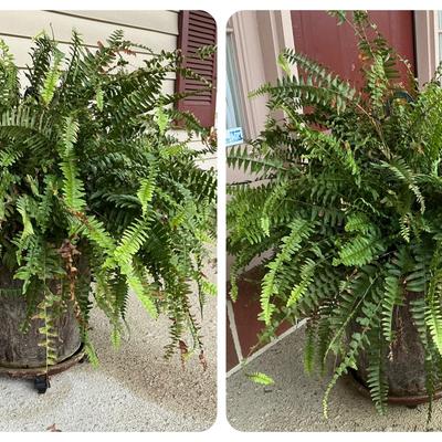Boston Ferns in Ceramic Planters