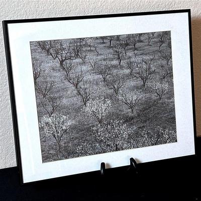 BH415 16x13 B&W Ansel Adams “ Orchard” Matted Framed Pic